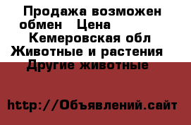 Продажа возможен обмен › Цена ­ 60 000 - Кемеровская обл. Животные и растения » Другие животные   